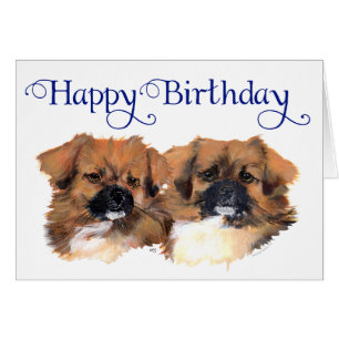 Tibetan Spaniels Head Study Cards