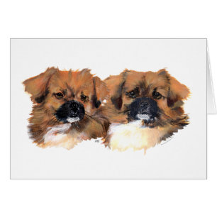 Tibetan Spaniels Head Study Cards