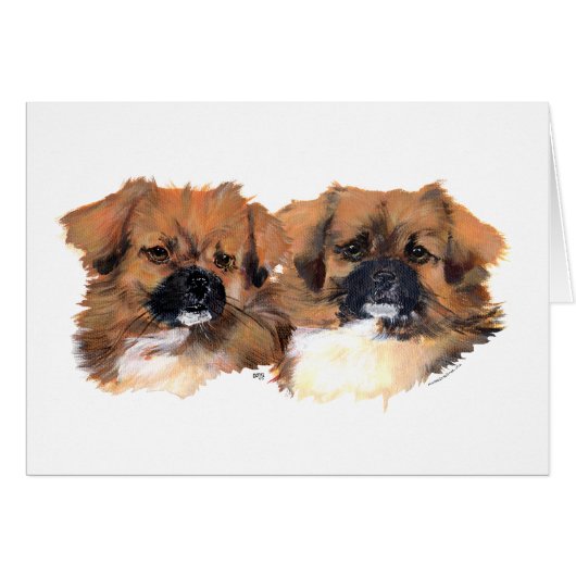 Tibetan Spaniels Head Study Cards (Front Horizontal)