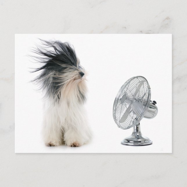 Tibetan terrier and his fan postcard (Front)