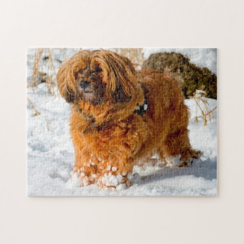 Tibetan Terrier Dog Jigsaws Jigsaw Puzzle