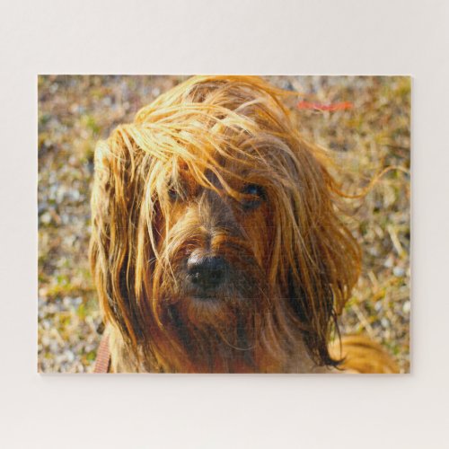 Tibetan Terrier Dog Jigsaws Jigsaw Puzzle