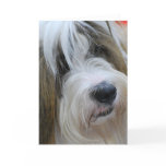 Tibetan Terrier Greeting Cards