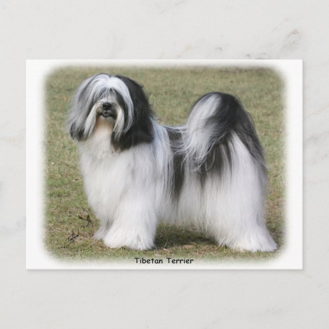 Tibetan Terrier Postcard (Front)