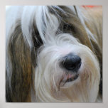 Tibetan Terrier Poster