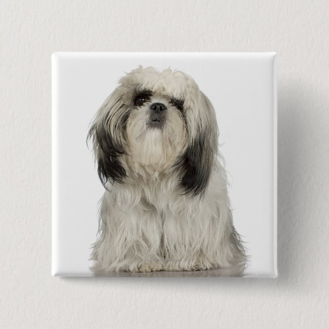 Tibetan Terrier Puppy Button (Front)