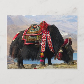 Tibetan Yak Postcard by NovyNovy at Zazzle