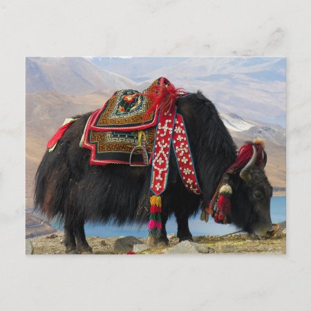 Tibetan Yak Postcard