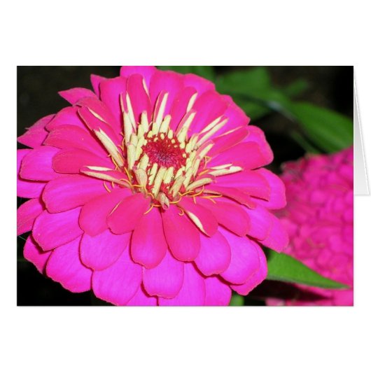 tickled pink cards (Front Horizontal)