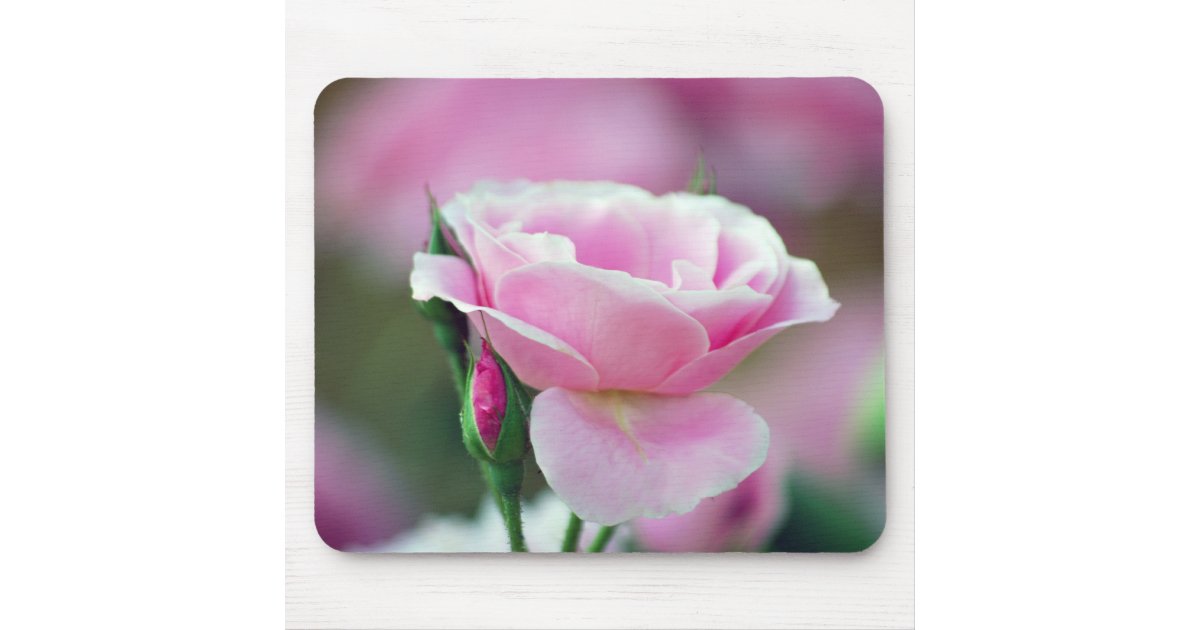 Tickled pink rose and meaning mouse pad | Zazzle.com