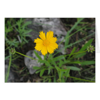 Tickseed Coreopsis Cards
