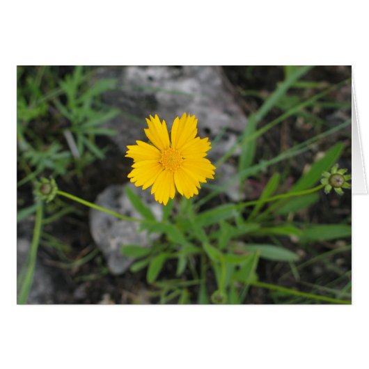 Tickseed Coreopsis Cards (Front Horizontal)
