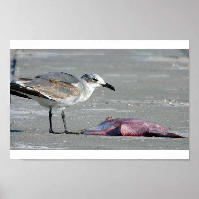 Tidal Buffet Poster (Front)