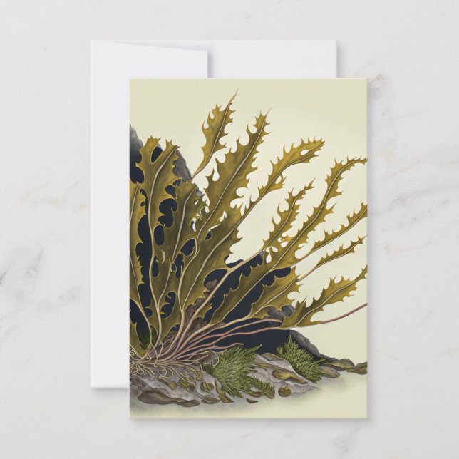 Tidal Fronds Card (Front)