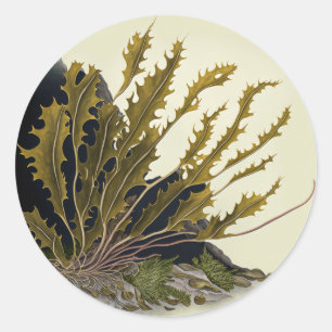 Tidal Fronds Classic Round Sticker