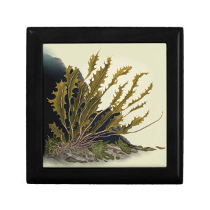 Tidal Fronds Gift Box