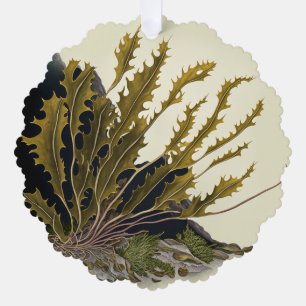 Tidal Fronds Ornament Card
