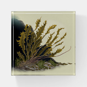 Tidal Fronds Paperweight