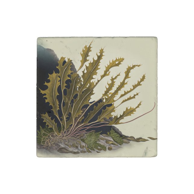 Tidal Fronds Stone Magnet (Front)