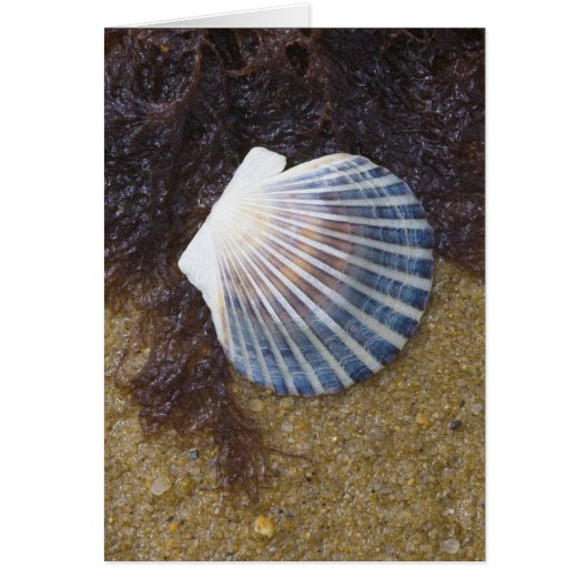 Tidal Pool Cards (Front)