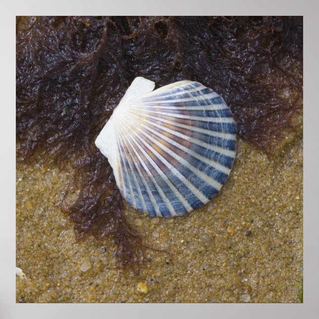 Tidal Pool Poster (Front)