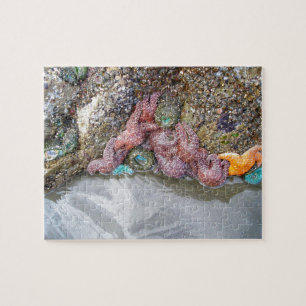 Tidal Pool, Ruby Beach, Olympic National Park Jigsaw Puzzle