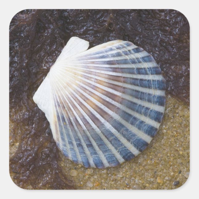 Tidal Pool Square Sticker (Front)