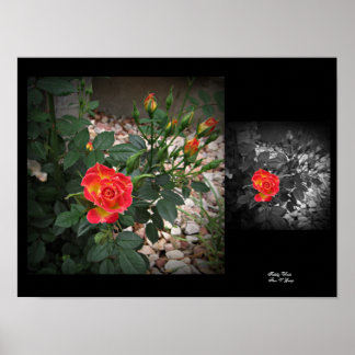 Tiddly Winks Miniature Rose 2 Wall Art by Stan VG