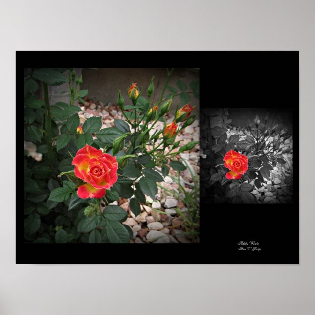 Tiddly Winks Miniature Rose 2 Wall Art by Stan VG (Front)