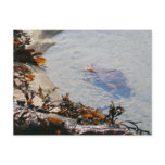 Tidepool at Sand Beach Postcard