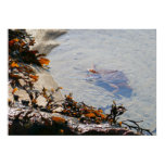 Tidepool at Sand Beach Poster