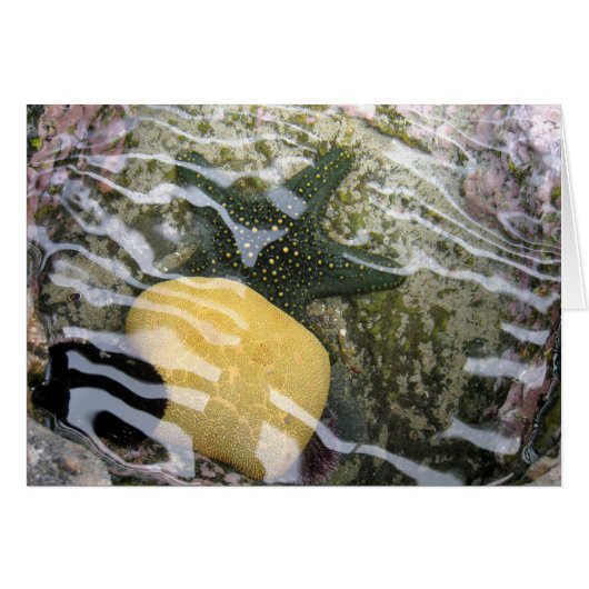 Tidepool Cards (Front Horizontal)