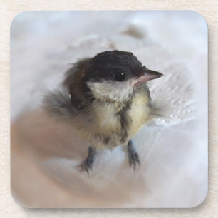 Tidi my Bird the Parus Major Beverage Coaster