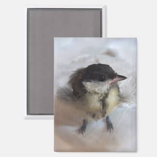 Tidi my Bird the Parus Major Magnet