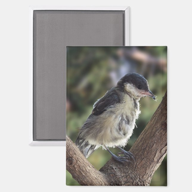 Tidi my Bird the Parus Major Magnet (Front/Back)
