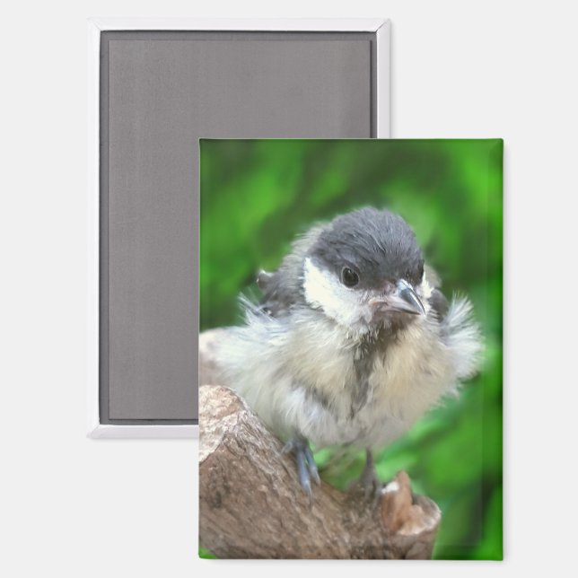 Tidi my Bird the Parus Major Magnet (Front/Back)