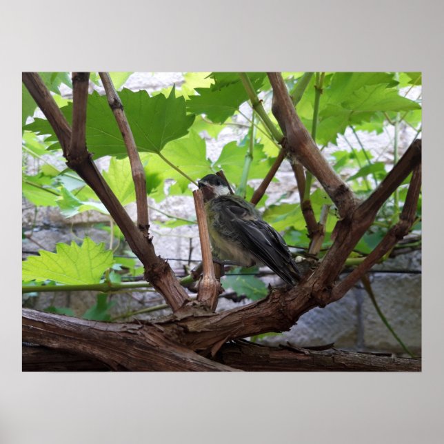 Tidi my Bird the Parus Major Poster (Front)