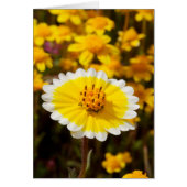 Tidy Tip Wildflowers (Front)