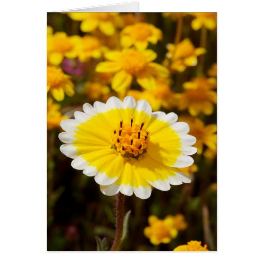 Tidy Tip Wildflowers Cards (Front)