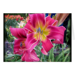 Tie Dye Twister - Daylily Cards