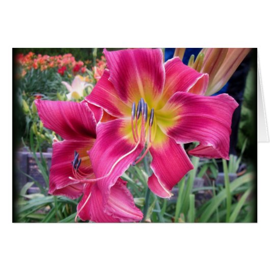 Tie Dye Twister - Daylily Cards (Front Horizontal)