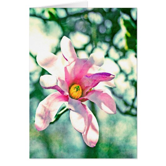 Tiffany Magnolia (Front)