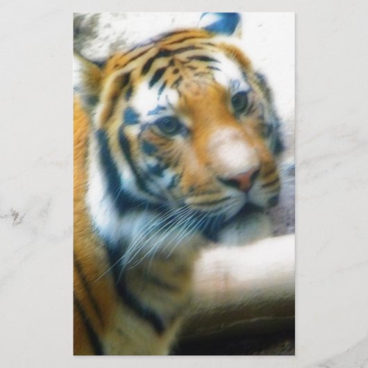 Tiger (Front)