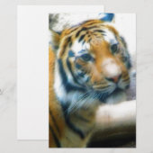 Tiger (Front/Back)