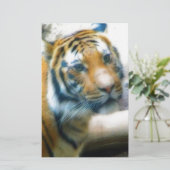 Tiger (Standing Front)
