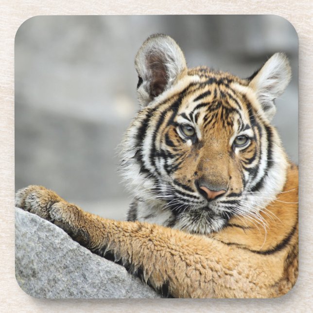 Tiger016 Drink Coaster (Front)