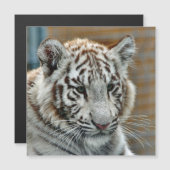 Tiger20151001 (Front/Back)