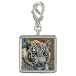 Tiger20151001 Charm