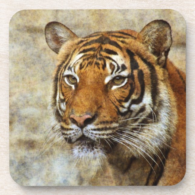Tiger20151202 Coaster (Front)