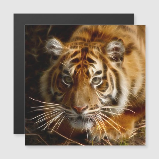 Tiger20151206 (Front/Back)